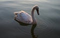 Cygnet in sunset light #2 Royalty Free Stock Photo