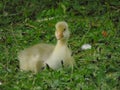 Cygnet swan chick very fluffy.