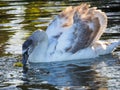 Cygnet Swan eating