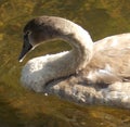 Cygnet Swan in shallow water in bright sunlight