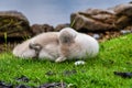 Cygnet swan sleeping on some grass
