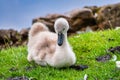 Cygnet swan taking a rest on some grass