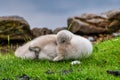 Cygnet swan taking a rest on some grass