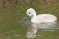 A cygnet is swimming