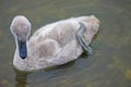 Cygnet swimming