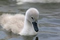 Cygnet swimming in a lake