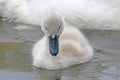 Cygnet swimming in a lake