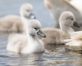 Cygnet swimming on the water behind their parents