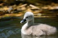 Cygnet swimming in the water