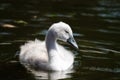 A cygnet swimming on water.