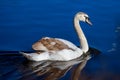 Cygnet swims on the lake enjoying the sun