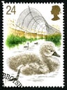 Cygnet UK Postage Stamp