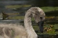Cygnet Royalty Free Stock Photo