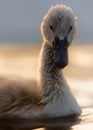 Portrait of Cygnet on golden Water Royalty Free Stock Photo