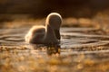 Cygnet on Water at Sunset Royalty Free Stock Photo