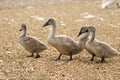 Cygnets Royalty Free Stock Photo