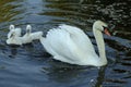 Cygnets Royalty Free Stock Photo