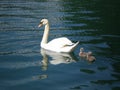 Cygnets following mommy swan in a lake