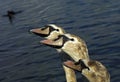 Cygnets with greyish-black bill