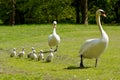 Cygnets out with mum and dad Royalty Free Stock Photo