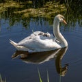 Cygnets riding on their mothers back in a stream in Sussex, on a sunny spring day Royalty Free Stock Photo