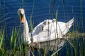 Cygnets riding on their mothers back, on a sunny spring day Royalty Free Stock Photo