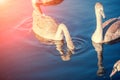 Cygnets swimming in a lake Royalty Free Stock Photo