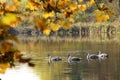 Cygnets swimming in lake Royalty Free Stock Photo
