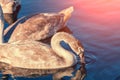 Cygnets swimming in a lake Royalty Free Stock Photo