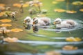 cygnets swimming near lily pads