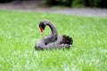 Black swan on the grass Royalty Free Stock Photo