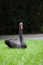 Black swan on the grass Royalty Free Stock Photo