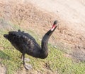 Cygnus atratus(Whooper Swan) Royalty Free Stock Photo