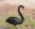 Cygnus atratus(Whooper Swan) Royalty Free Stock Photo