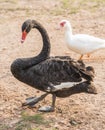 Cygnus atratus(Whooper Swan) Royalty Free Stock Photo