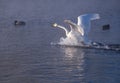 Cygnus cygnus - whooper swan flittering on Altai lake
