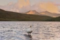 Cygnus cygnus whooper swan, Singschwan standing in lake Royalty Free Stock Photo