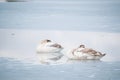 Cygnus cygnus youngsters on ice Royalty Free Stock Photo