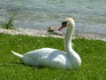 Single mute swan sitting in the grass at the shore