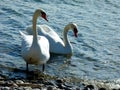 A pair of mute swans waddles to shore