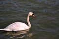 Mute swan - Cygnus olor Royalty Free Stock Photo