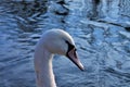 Cygnus is the taxonomic genus with which the largest waterfowl of the Anatidae family are identified, these birdssize -