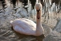 Cygnus is the taxonomic genus with which the largest waterfowl of the Anatidae family are identified, these birdssize -