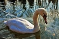 Cygnus is the taxonomic genus with which the largest waterfowl of the Anatidae family are identified, thes