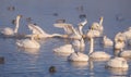 Cygnus cygnus - whooper swan flittering on Altai lake