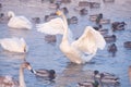 Cygnus cygnus - whooper swan flittering on Altai lake Royalty Free Stock Photo