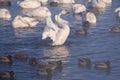 Cygnus cygnus - whooper swan flittering on Altai lake Royalty Free Stock Photo