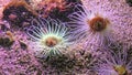 cylinder anemones or coloured tube anemones