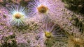 cylinder anemones or coloured tube anemones