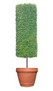 Cylinder column shape topiary tree on terracotta clay pot container isolated on white background for formal Japanese and English s Royalty Free Stock Photo
